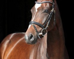 dressage horse Sakari (Westphalian, 2013, from Stoiber SN)