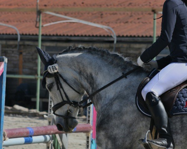 Springpferd Selma von Brosch (Deutsches Sportpferd, 2017, von Cosido)