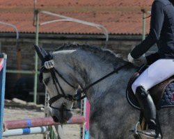 jumper Selma von Brosch (German Sport Horse, 2017, from Cosido)