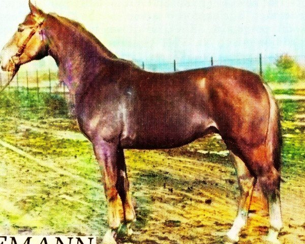 stallion Seemann (German Warmblood, 1975, from Sekundant 2546)