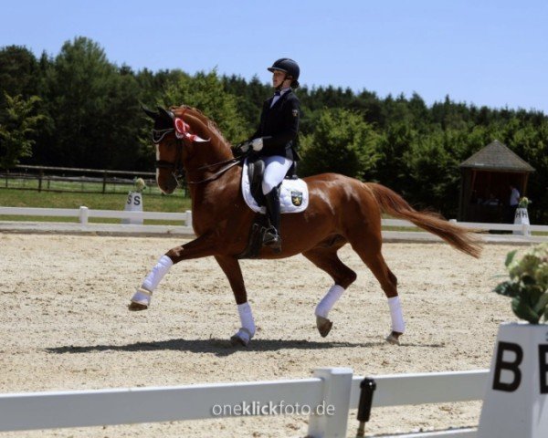 dressage horse Qubacarree (German Sport Horse, 2014, from Quaterback)