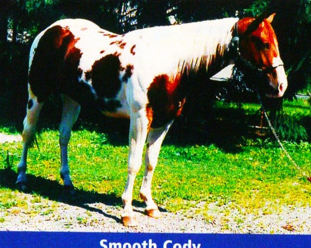 stallion Smooth Cody (Paint Horse, 1992, from Smooth Touch)