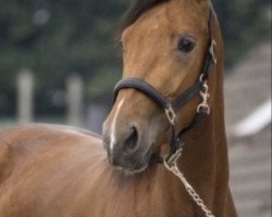 broodmare Fleurasie Phyt‘s (French Trotter, 2015)