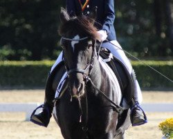 jumper Nanouk 27 (Pony without race description, 2008, from Unbekannt PONY)