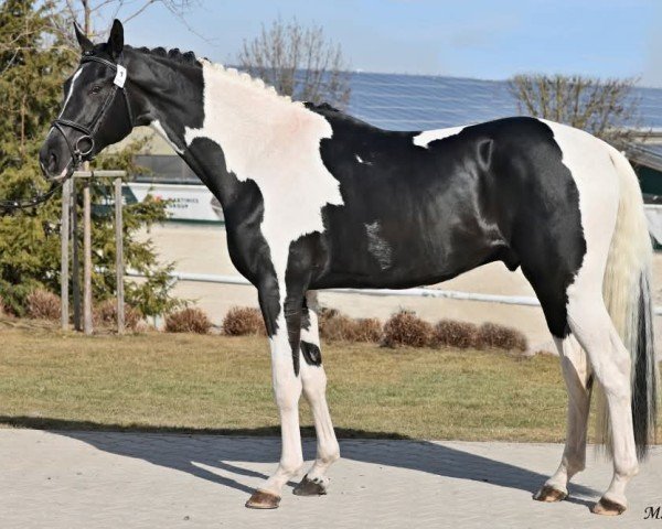 dressage horse Farbenprinz (Oldenburg, 2022, from Lord Europe)