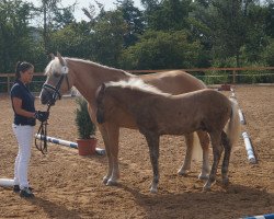 broodmare Bella Donna (3,91% ox) (Edelbluthaflinger, 2007, from Bergprinz)