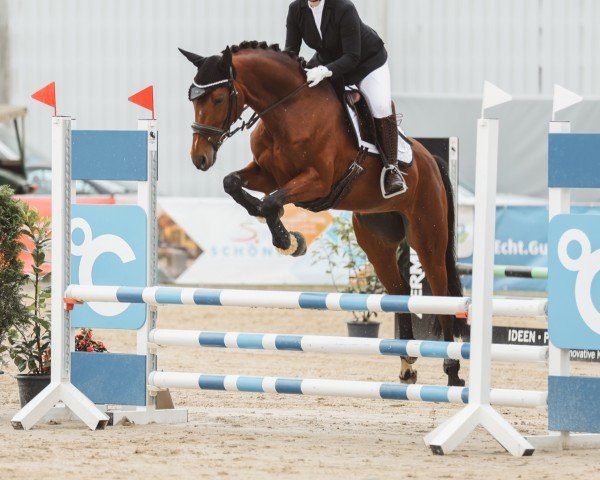 dressage horse Ventura 17 (Hanoverian, 2017, from Veneno)