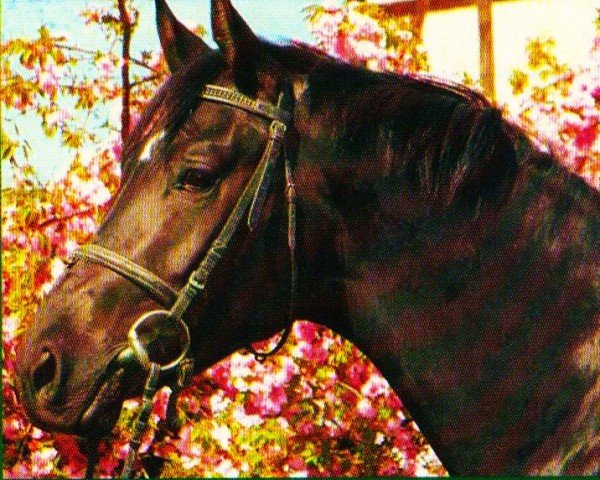 stallion Stresemann (Trakehner, 2004, from Hibiskus)