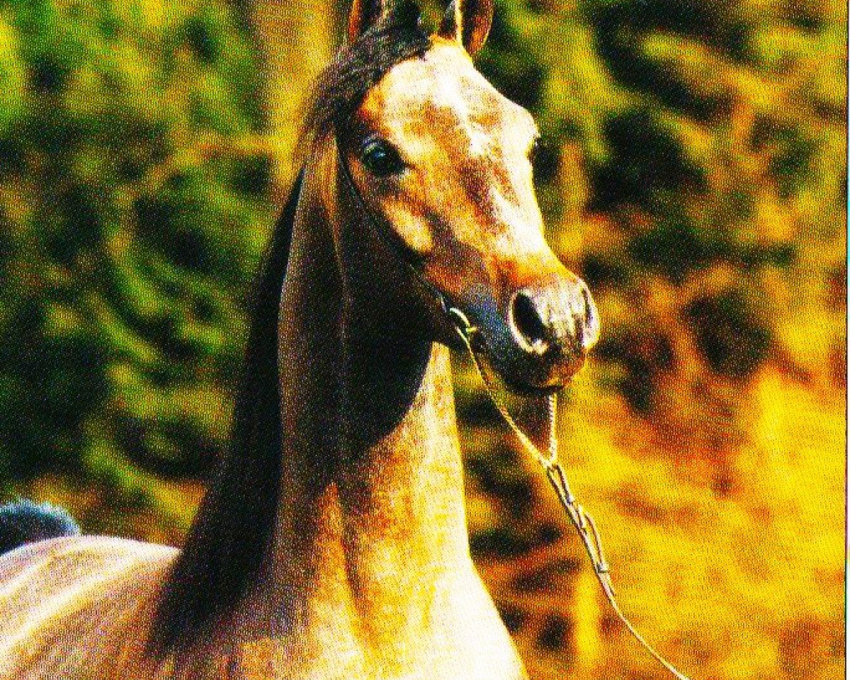 Deckhengst Taman II ox (Vollblutaraber, 1996, von Vympel 1983 ox)