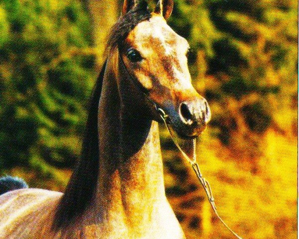 stallion Taman II ox (Arabian purebred, 1996, from Vympel 1983 ox)