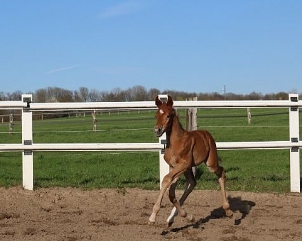 dressage horse Freya von der Waterstraot (Westphalian, 2021, from Fürst Magic)