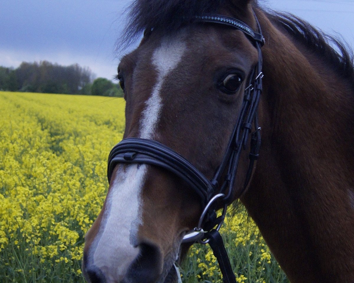 Pferd Reigershoeve Fasco (New-Forest-Pony, 1992, von Axceen Camillo)