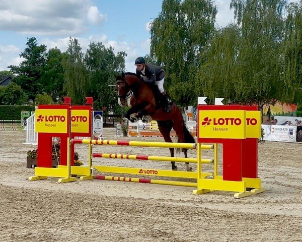 jumper For Fly 6 (Hanoverian, 2020, from Fly High)
