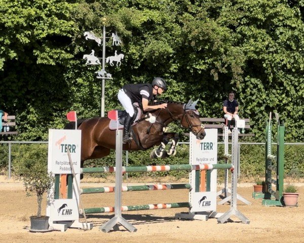 jumper Raja 166 (German Sport Horse, 2006, from Ramesside)