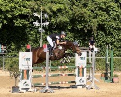 jumper Raja 166 (German Sport Horse, 2006, from Ramesside)