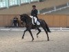 dressage horse J-Son StG (Oldenburg, 2013, from Glock's Johnson Tn)