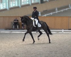 dressage horse J-Son StG (Oldenburg, 2013, from Glock's Johnson Tn)