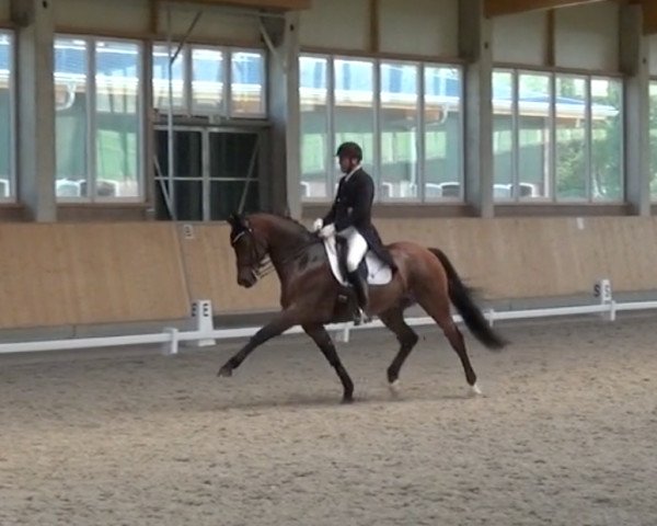 dressage horse Limited Edition AS (Rhinelander, 2009, from Lord Loxley I)