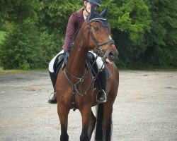Springpferd Cortez SC (Deutsches Sportpferd, 2020, von Caretello B)