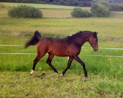 stallion GA Tawil ox (Arabian thoroughbred, 2012, from Zebulon ox)