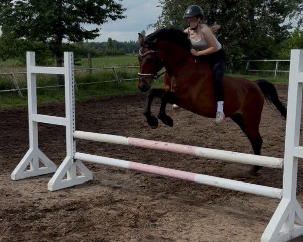 dressage horse FH Night Style (German Riding Pony, 2010, from Nightfire)