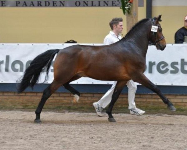 broodmare Prodise's Judy (New Forest Pony, 2007, from Wielgerma's Nelson)