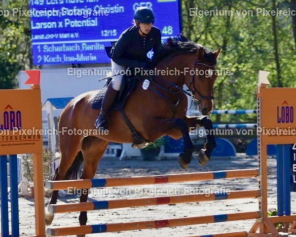 jumper Let's have fun 3 (Westphalian, 2019, from Larson)