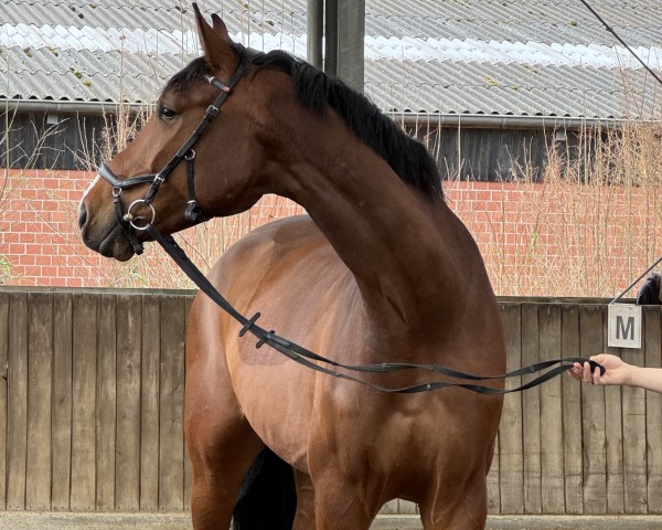 jumper Let's have fun 3 (Westphalian, 2019, from Larson)