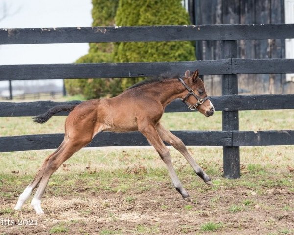 horse Unrivaled Treasure xx (Thoroughbred, 2021, from Medaglia d'Oro xx)