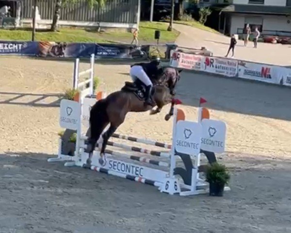 jumper Dialero (Holsteiner, 2021, from Dubliner)