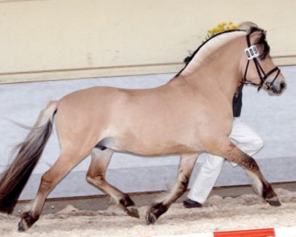 stallion Koja (Fjord Horse, 2000, from Kostja)