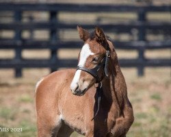 horse Colorful Lady xx (Thoroughbred, 2021, from Into Mischief xx)