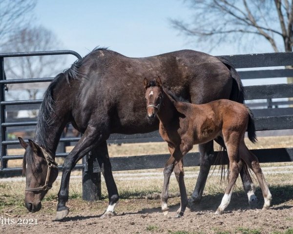 broodmare Be Jeweled xx (Thoroughbred, 2015, from Tiznow xx)