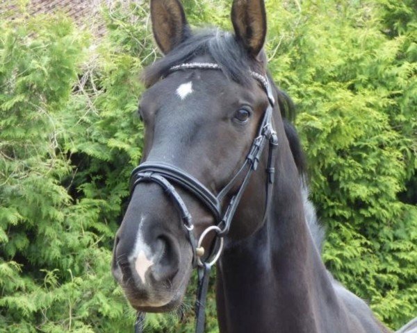 dressage horse Rotspons Wotan (Hanoverian, 2017, from Rotspon)