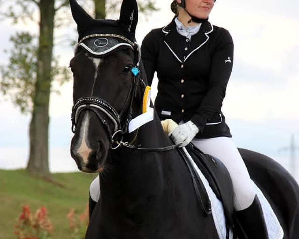 dressage horse Quel Filou (German Sport Horse, 2005, from Quaterman I)