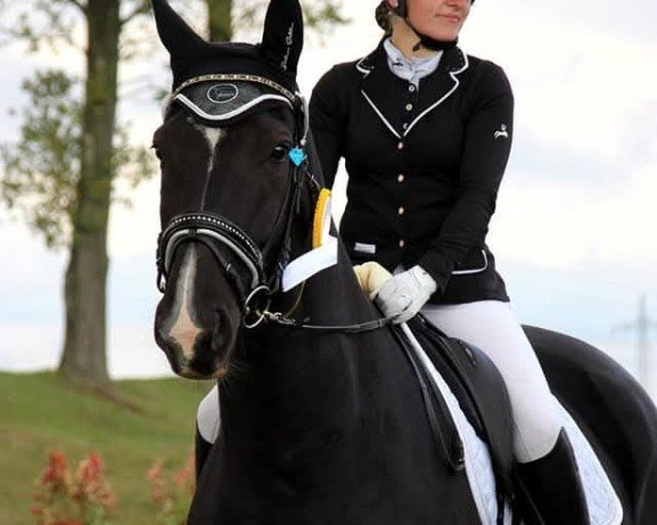 dressage horse Quel Filou (German Sport Horse, 2005, from Quaterman I)