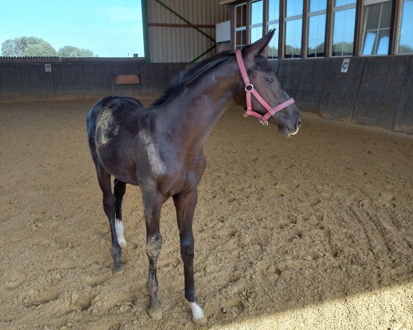 jumper Diablo, Diathletico x Contendros Bube (Hanoverian, 2024, from Diathletico FRH)