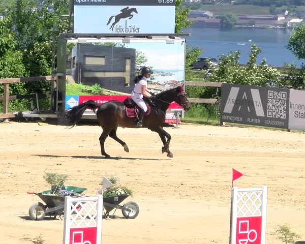 Reitturnier Wädenswil 2025