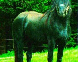 stallion Vasco de Gamma (Belgian Ardennes,  )