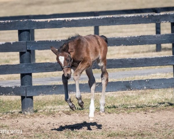 horse Hengst von American Pharoah xx (Thoroughbred, 2021, from American Pharoah xx)