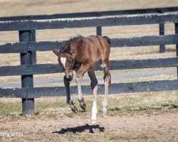 Pferd Hengst von American Pharoah xx (Englisches Vollblut, 2021, von American Pharoah xx)