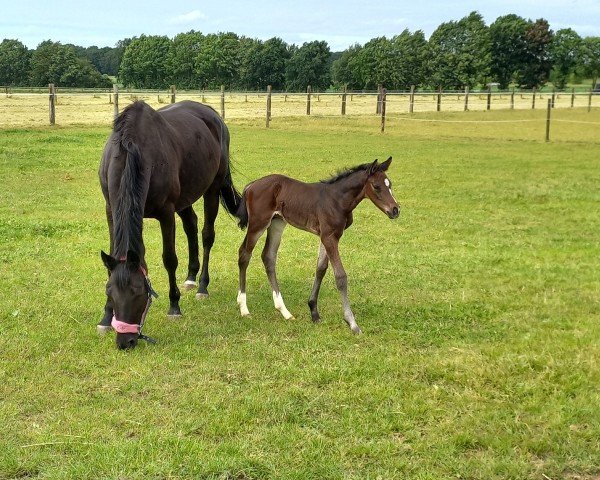 foal by Hengst, Pegase van't Ruytershof x Contendros Bube (Hanoverian, 2025, from Pegase van 't Ruytershof)