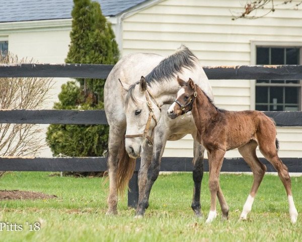 horse Aviano xx (Thoroughbred, 2018, from Medaglia d'Oro xx)