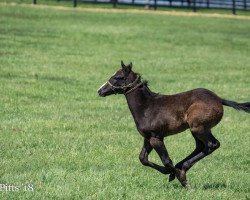 Pferd Unbridled Honor xx (Englisches Vollblut, 2018, von Honor Code xx)