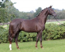 dressage horse Belcanto Gold (Oldenburg, 2018, from Best of Gold)