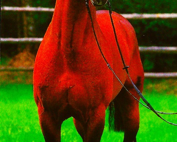 horse Woronesch 16 (Oldenburg, 1984, from Woronesch)