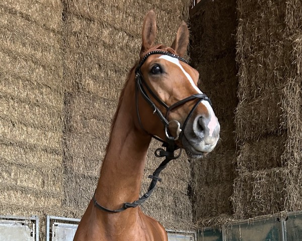 dressage horse Qupernikus (Württemberger, 2016, from Quaterback)