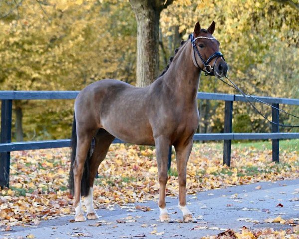 dressage horse Nusspli M (German Riding Pony, 2016, from No Limit)