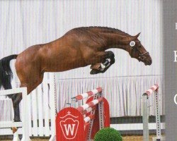 stallion SALAH (Westphalian, 2019, from Stakkato Gold)