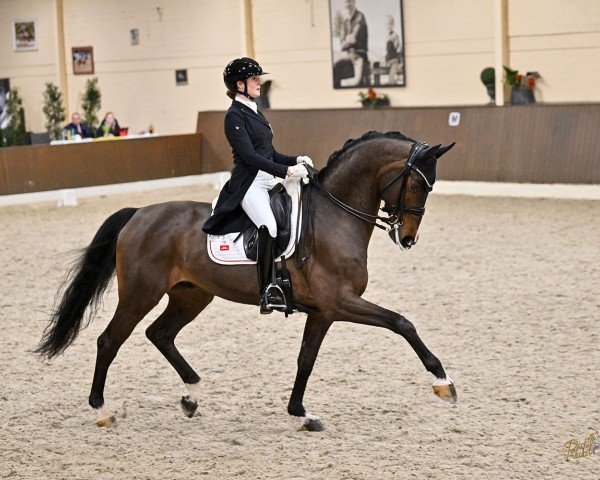 stallion DANCLAIR (Oldenburg, 2015, from Danciano)